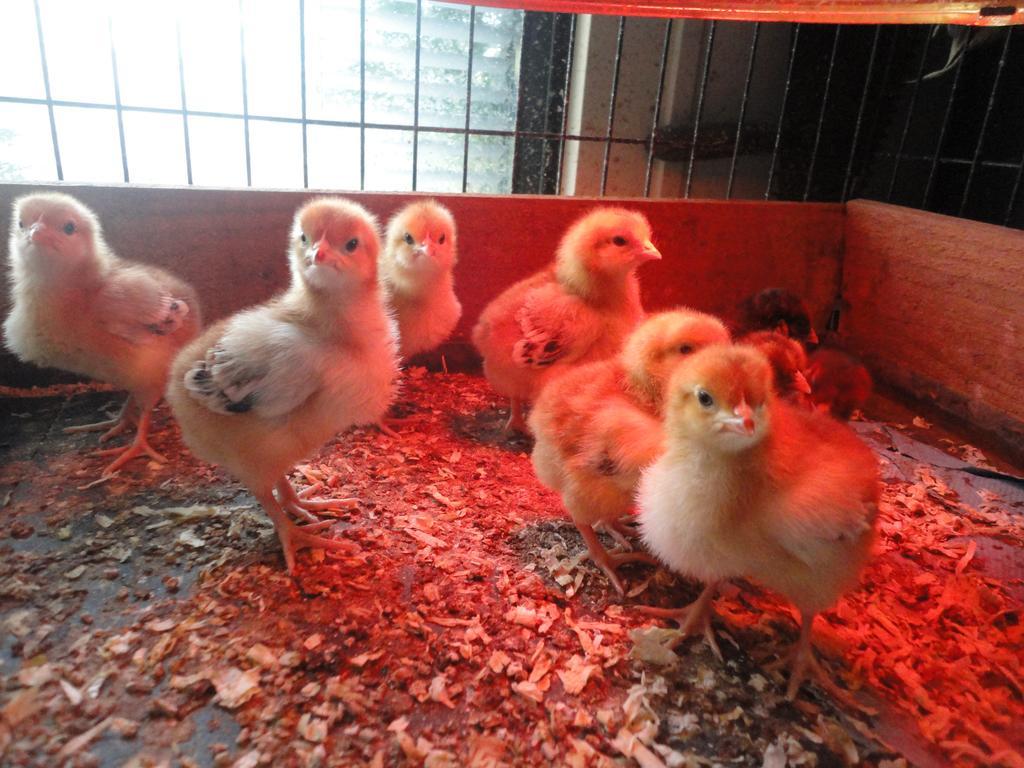 Willow Court Farm The Lodge & Petting Farm, 8 Mins From Legoland & Windsor, 15 Mins From Lapland Uk Extérieur photo