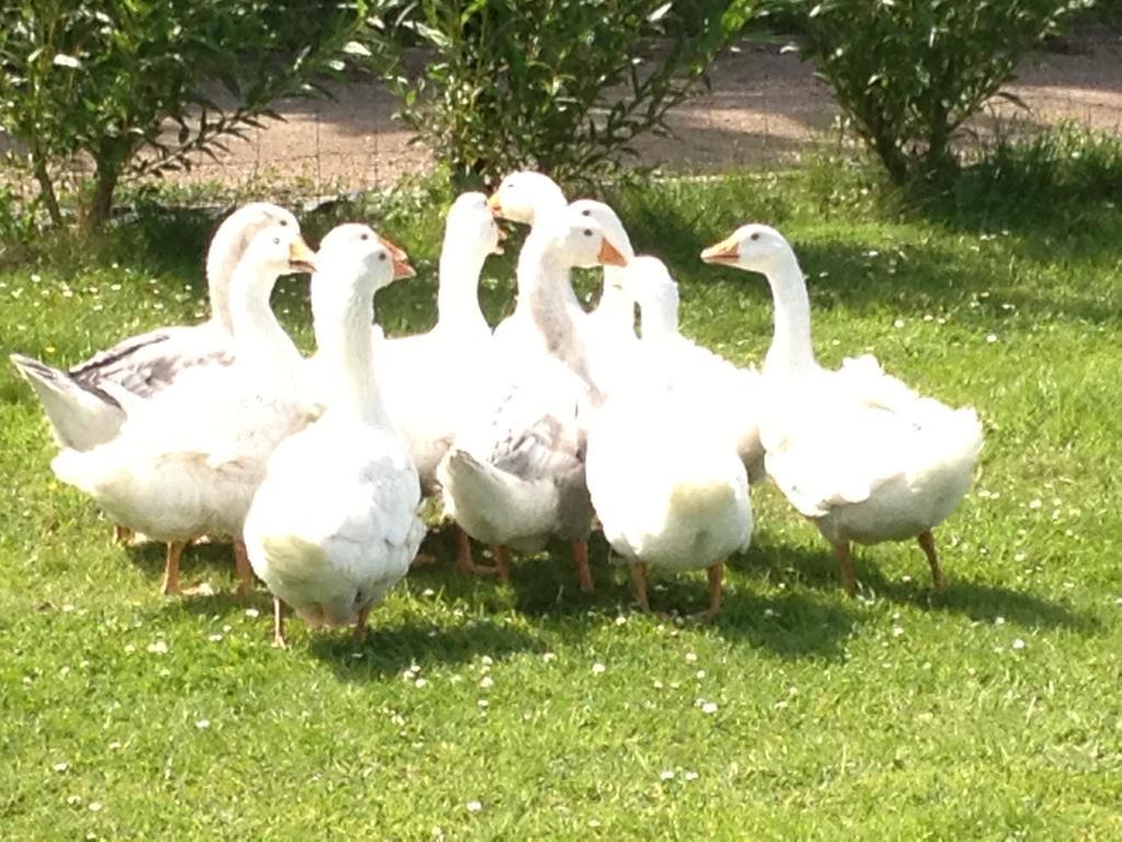 Willow Court Farm The Lodge & Petting Farm, 8 Mins From Legoland & Windsor, 15 Mins From Lapland Uk Extérieur photo
