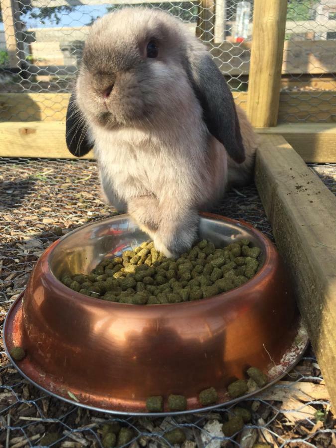 Willow Court Farm The Lodge & Petting Farm, 8 Mins From Legoland & Windsor, 15 Mins From Lapland Uk Extérieur photo